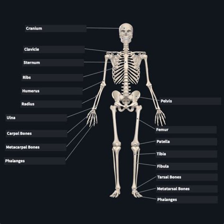 Bones Bones