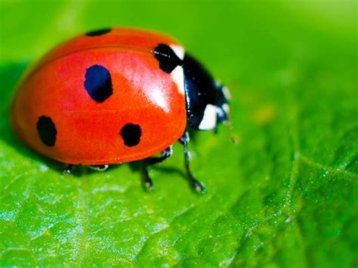 Ladybird