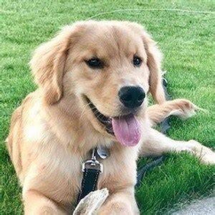 Rollie the Golden